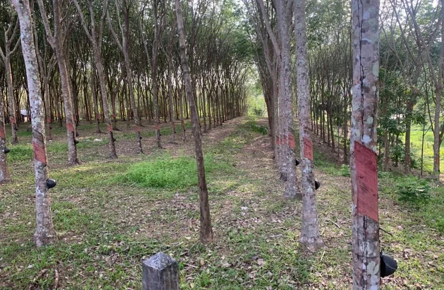 Land in Phuket — photo 4