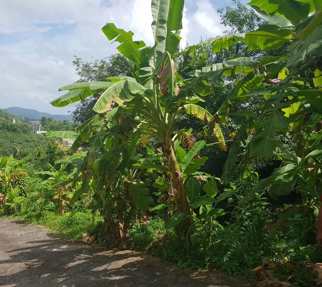 Commercial property, 6900 m² in Phuket — photo 2